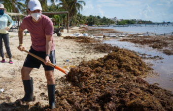 Arribo de sargazo afecta al turismo de Quintana Roo y Yucatán; van 19 mil toneladas