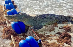 Captan a enorme cocodrilo nadando en una playa de Tulum