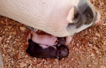 Pig Beach de Progreso tiene tres nuevos integrantes, conócelos
