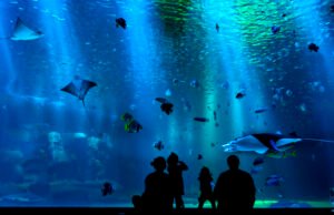 Abrirán acuario en CDMX, será el más grande de América Latina