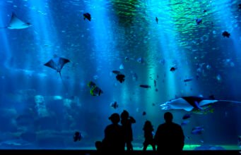 Abrirán acuario en CDMX, será el más grande de América Latina