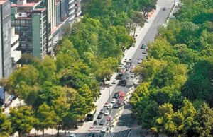 Epidemia de hongos afectará a gran parte de árboles de CdMx, alerta experto