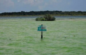 AMLO descarta afectación del Tren Maya en la laguna de Bacalar