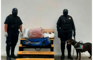 Agentes de la Unidad Canina de la Policía Municipal de Mérida detectan maletín con droga en terminal de autobuses