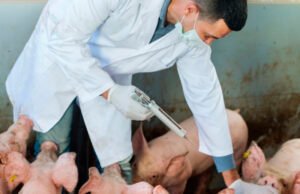 Vietnam desarrolla la primera vacuna contra la peste porcina africana