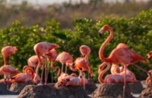 Protegerán 10 mil nidos de flamenco americano en Yucatán