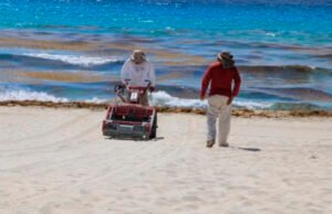 Recolectan 800 toneladas de sargazo en Cancún