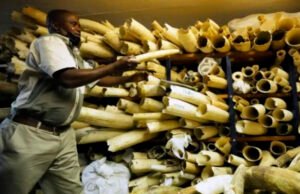 Reino Unido prohíbe importación y comercio de artículos de marfil