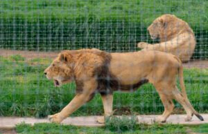 Zoológico de Chapultepec recibió a ocho de los felinos rescatados en el Ajusco
