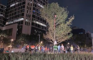 Plantan Ahuehuete en la glorieta de Paseo de la Reforma, le dicen adiós a la Palma