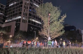 Plantan Ahuehuete en la glorieta de Paseo de la Reforma, le dicen adiós a la Palma