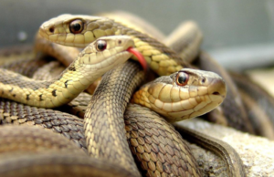 Mérida, sede del primer festival mexicano de serpientes; aquí la fecha y lugar