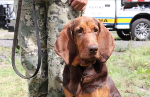 Max, la perrita de la Marina que encontró a Rafael Caro Quintero entre los matorrales