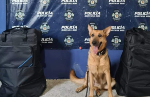 Abandonan maletas con droga en la terminal de autobuses de Cancún