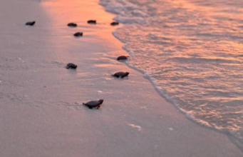 Liberan 89 crías de tortuga carey en Sisal