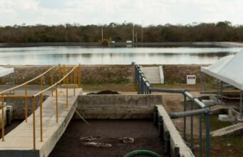 Piden revisar micro, pequeñas y medianas granjas porcícolas de Yucatán