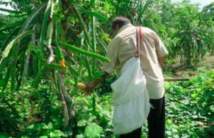 Península de Yucatán impulsa registro de Milpa Maya ante la FAO