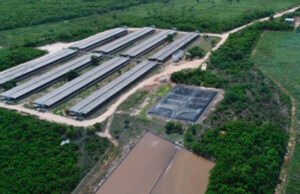 Semarnat se compromete a no otorgar más permisos a empresas porcícolas en Yucatán