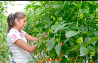 Autoridades y empresarios yucatecos realizan proceso para obtener denominación de origen del habanero
