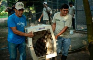 Monos rescatados del tráfico ilegal se preparan para su liberación en Kaxek