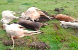 Mueren electrocutadas ocho reses en Valladolid