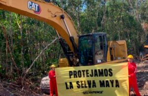 Greenpeace denuncia la reanudación ilegal de obras del Tren Maya