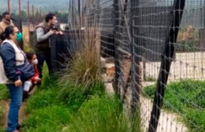 Denuncian abandono de más de 200 felinos en santuario del Ajusco