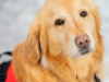 Enfermedad “no identificada” mata decenas de perros en Michigan