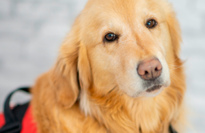 Enfermedad “no identificada” mata decenas de perros en Michigan