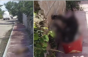 Vecinos de Tizimín denuncian envenenamiento de perros callejeros