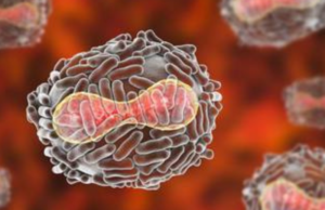 Brote de viruela del mono puede estar retrocediendo: OMS