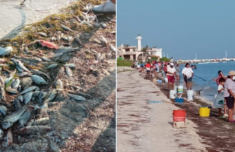 Marea Roja en Yucatán: Qué es y cuáles son los riesgos de consumir mariscos recalados