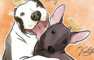 Piden justicia por Hachi y Xolito, perritos envenenados en Mérida