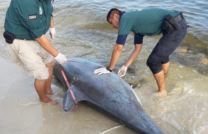 Recala un delfín muerto en la playa de Chelem