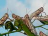 Alertan llegada de langostas en Cancún y Playa del Carmen