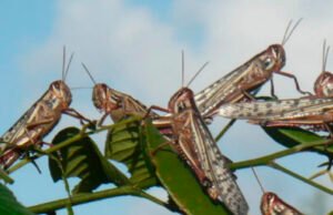 Alertan llegada de langostas en Cancún y Playa del Carmen