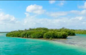Denuncian abusos con bonos de carbono en la Península de Yucatán