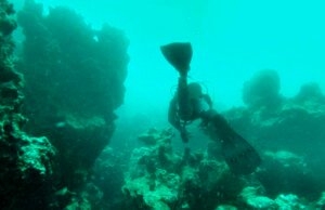 Investigan tráfico de peces y corales de EU