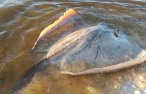Alerta en playas de Progreso, Yucatán por ataque de mantarrayas que huyen de la marea roja
