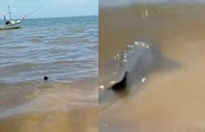 Avistan en San Crisanto un tiburón cerca de la playa