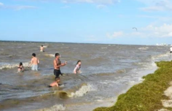 Sargazo arriba a playas de Progreso tras la marea roja
