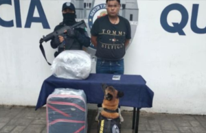 Perro policía detecta droga en equipaje de pasajero de la terminal de autobuses de Playa del Carmen