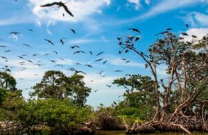 Afectaciones ambientales por las granjas porcícolas en la Península de Yucatán
