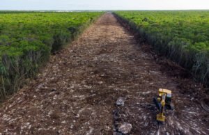 Morena atacan parque Tho´ por presunto daño ambiental, pero defienden el proyecto Ecocida del Tren Maya