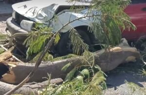 ÁRBOL SE DESGAJA EN LA ALEMÁN Y DAÑA UN TSURU ESTACIONADO