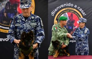 LLEGA CACHORRITO DE TURQUÍA, DONADO TRAS MUERTE DE PROTEO