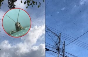 “Desafío agrícola en Yucatán: Fumigación intensiva para combatir plaga de langostas”