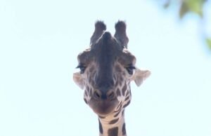 “Resolución Pendiente: Ciudad Juárez en la Incertidumbre sobre el Futuro de Benito la Jirafa”