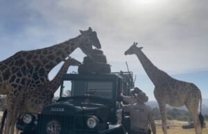 “Emotivo Encuentro: Benito, la Jirafa Rescatada, Conoce a su Nueva Familia en Africam Sadari, Puebla”