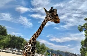 “Benito, la Jirafa Maltratada, Encuentra un Nuevo Hogar en Africam Safari de Puebla”